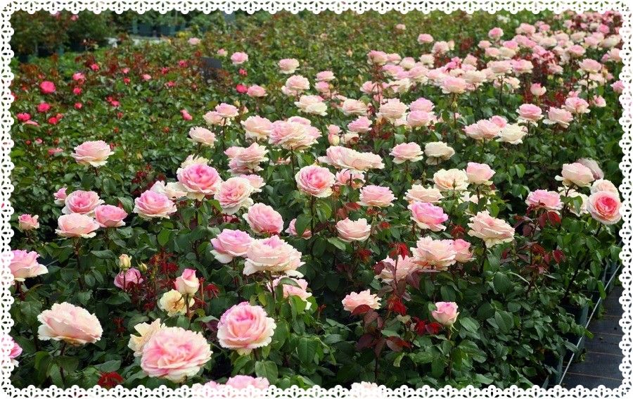 Róża wielkokwiatowa Souvenir de Baden - Baden